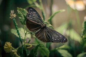 Field Guide to What Vanishes