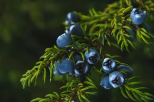 Burning Juniper